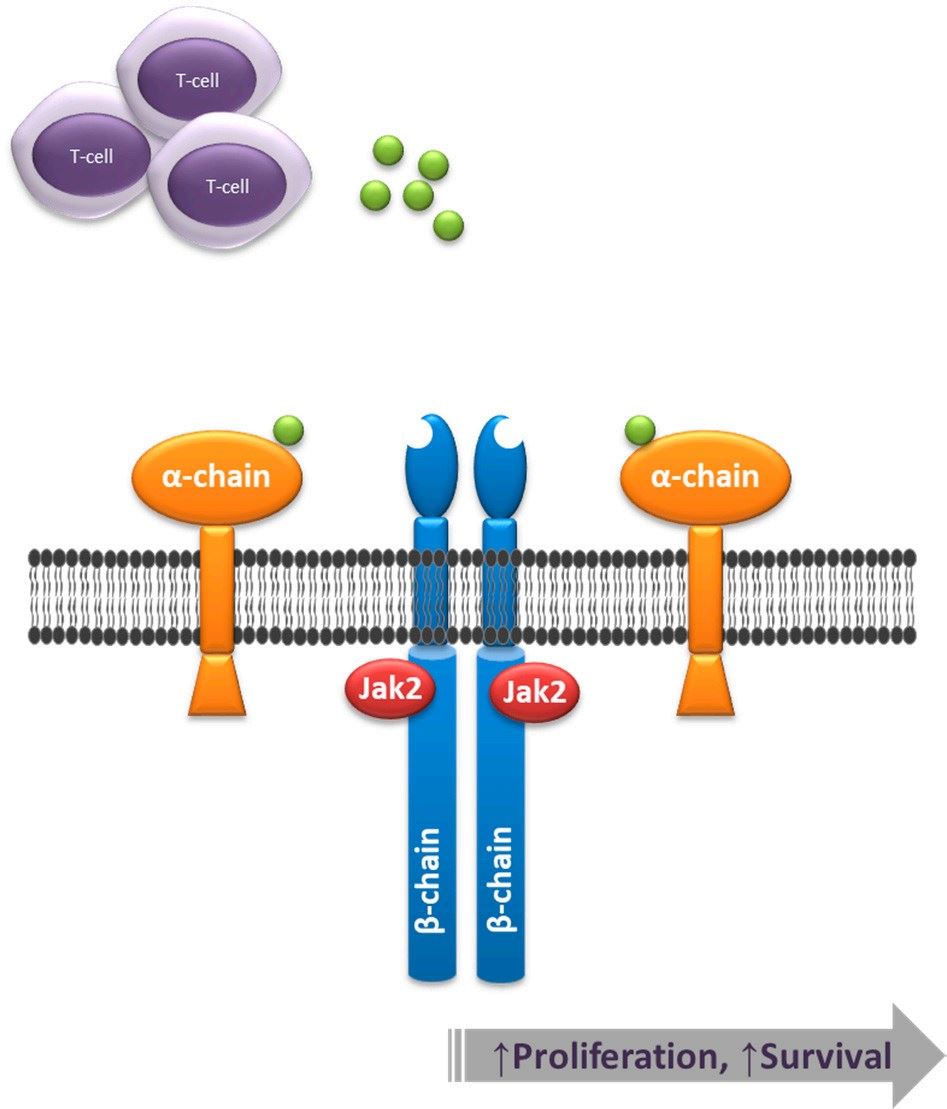 The Interleukin-3 receptor α chain. (Achi, et al., 2020)