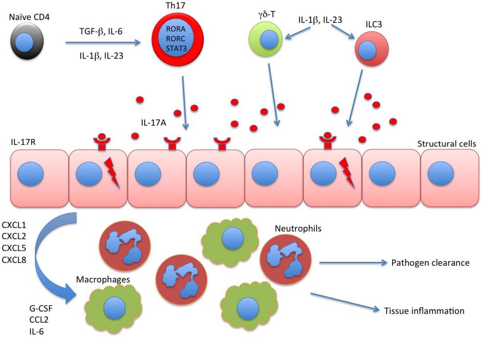 Fig 1. IL-17A-related signaling pathway in inflammatory illnesses. (Chen and Jay, 2017)