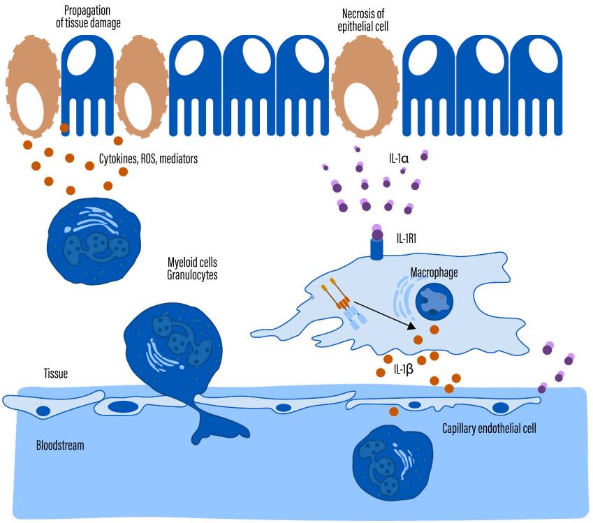 The IL-1-driven inflammatory loop. (Cavalli, et al., 2021)