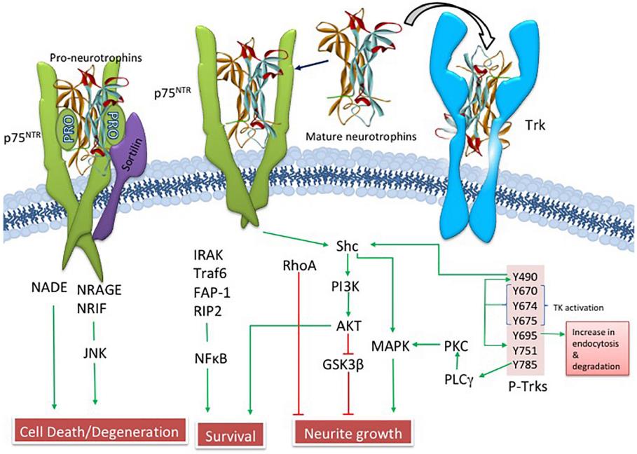 Fig 1. NGF-related upstream and downstream pathways. (Mufson, et al., 2019)