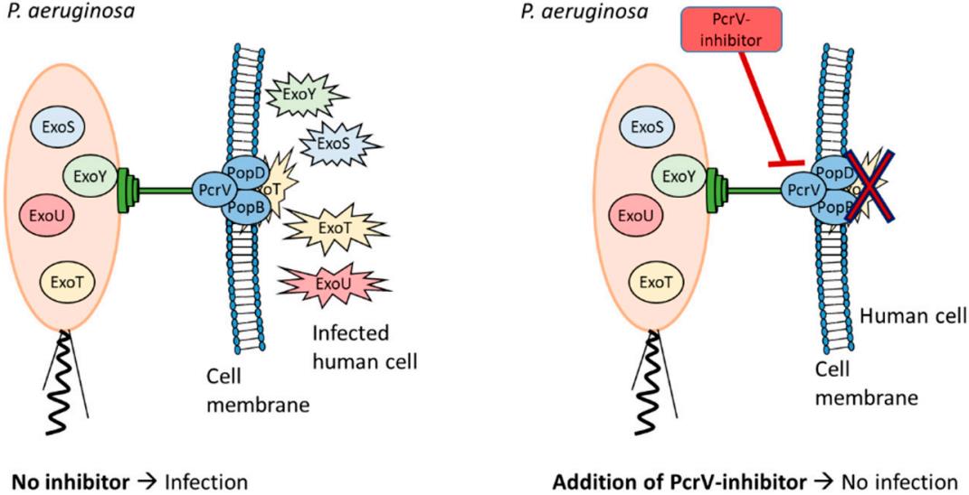 Fig 1. A diagram of the type III secretion system (T3SS). (Sundin, et al., 2021)