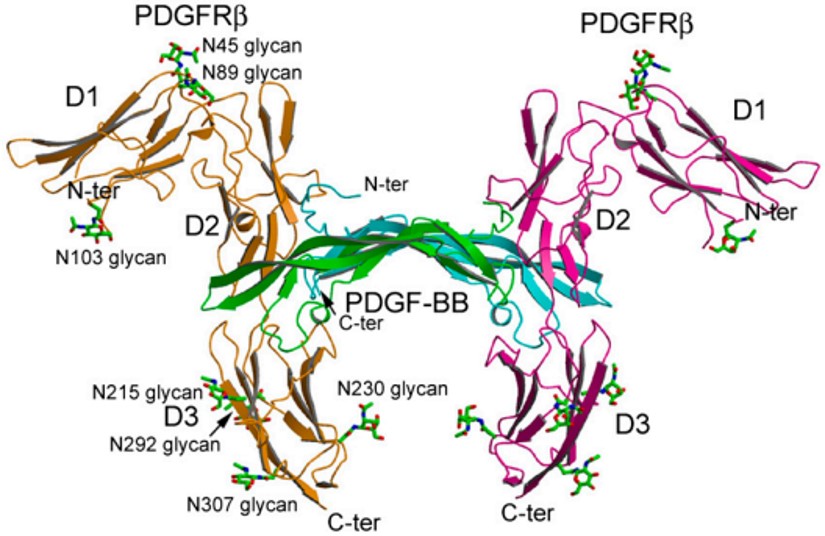 Fig 1. Structure of the PDGF-B: PDGFRβ complex. (Shim, et al., 2010)