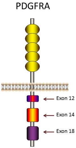 Fig 1. The structure of PDGFRA. (Li, et al., 2017)