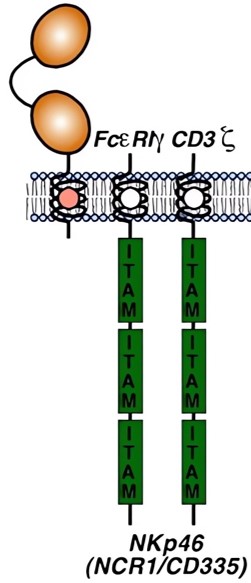 Schematic representation of Nkp46 domain structures. (OA Literature)