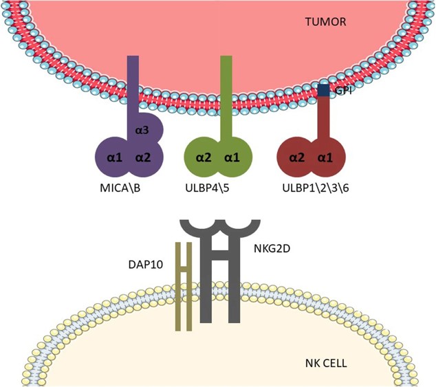 NkG2D receptor and the NkG2D ligand axis. (OA Literature)