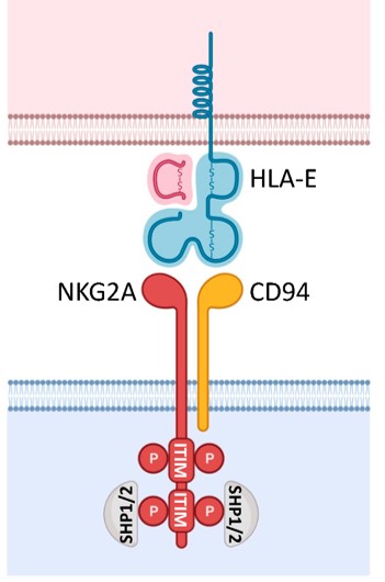 The C-type lectin NkG2A receptor forms a heterodimer with CD94. (OA Literature)