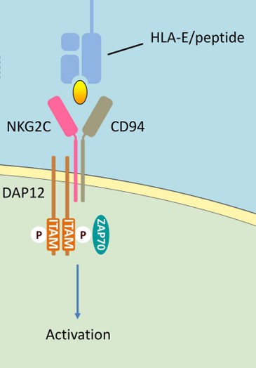 NkG2C/CD94 signaling in NK cells and T cells. (OA Literature)