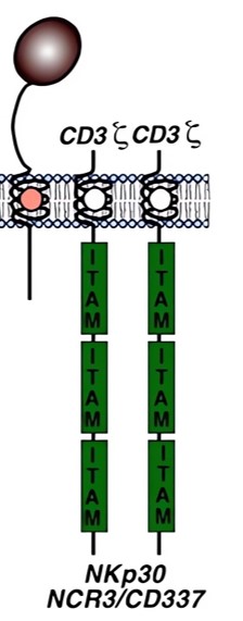 Schematic representation of Nkp30 domain structures. (OA Literature)