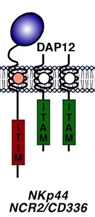 Schematic representation of Nkp44 domain structures. (OA Literature)