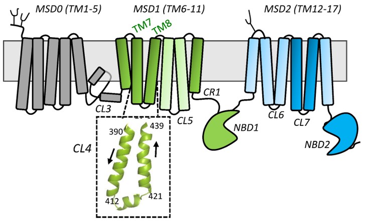 Schematic diagram of the secondary structure of human MRP1 highlighting CL4. (OA Literature)