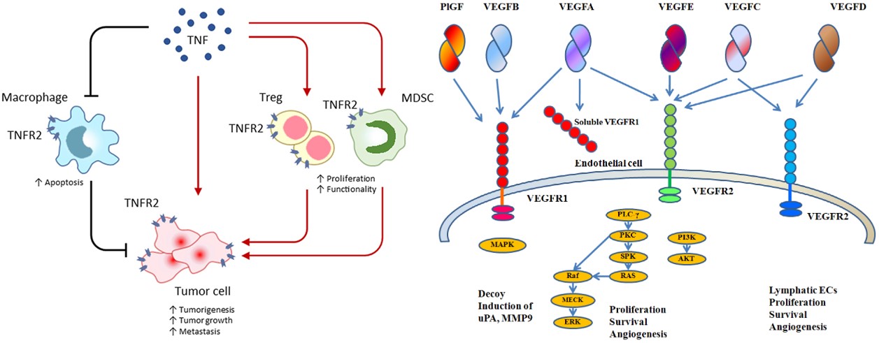 TNF and VEGFA pathways in the tumor. (OA Literature)