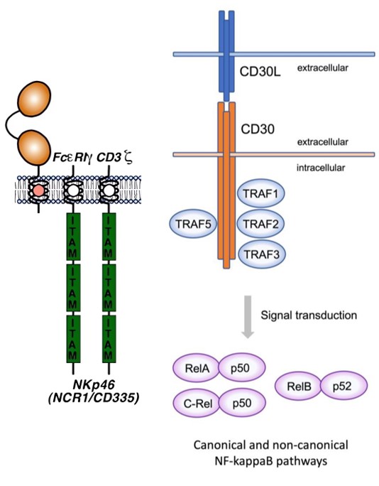 Molecular structures of Nkp46 and CD30 signaling via trogocytosis. (OA Literature)