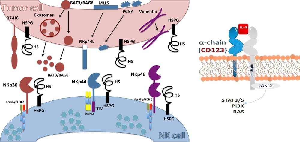Pathways and ligands involved in Nkp46 and CD123. (OA Literature)