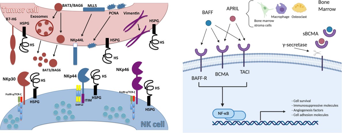 Signaling pathway of Nkp46 and BCMA. (OA Literature)