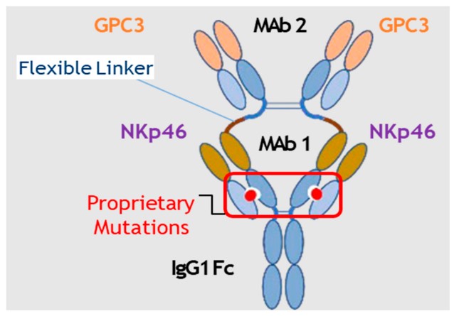 Diagram of the structure of a bispecific multifunctional antibody targeting Nkp46 and GPC3. (OA Literature)