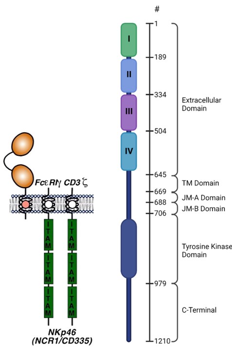Molecular structures of Nkp46 and EGFR. (OA Literature)