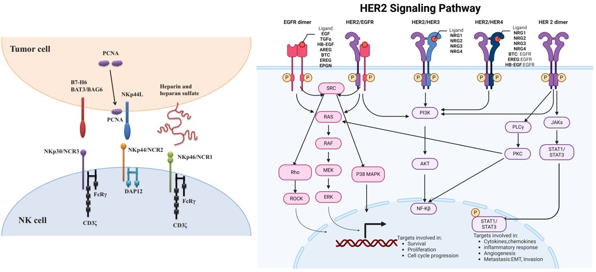 Schematic representation of Nkp46 and HER2 signaling regulation. (OA Literature)