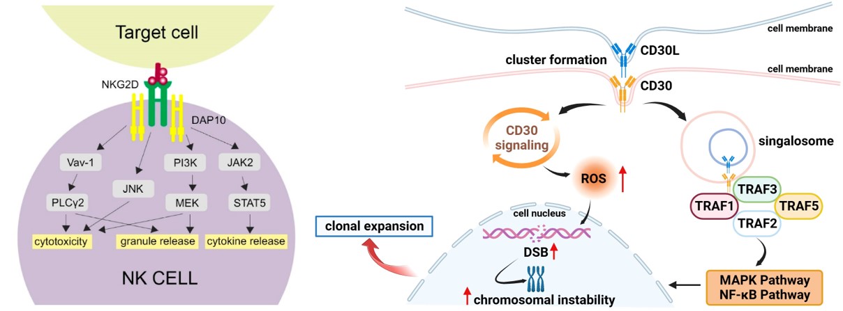 Association of NkG2D and CD30 with signaling pathways. (OA Literature)