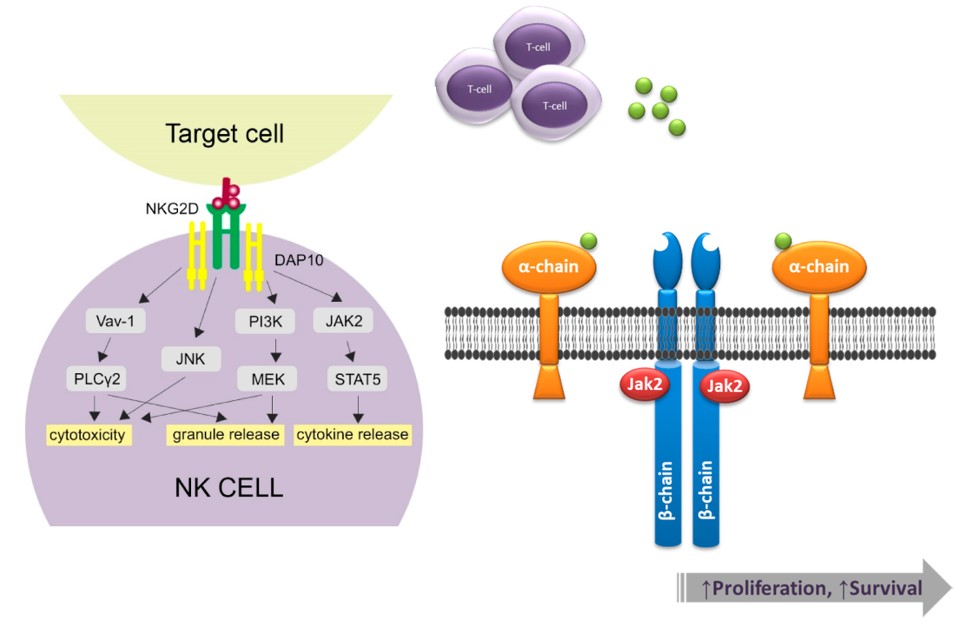 Activation of NkG2D-related pathways and biology of CD123. (OA Literature)