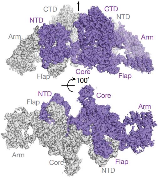 Fig 1. Cryo-EM map of human TG. (Coscia, et al., 2020)