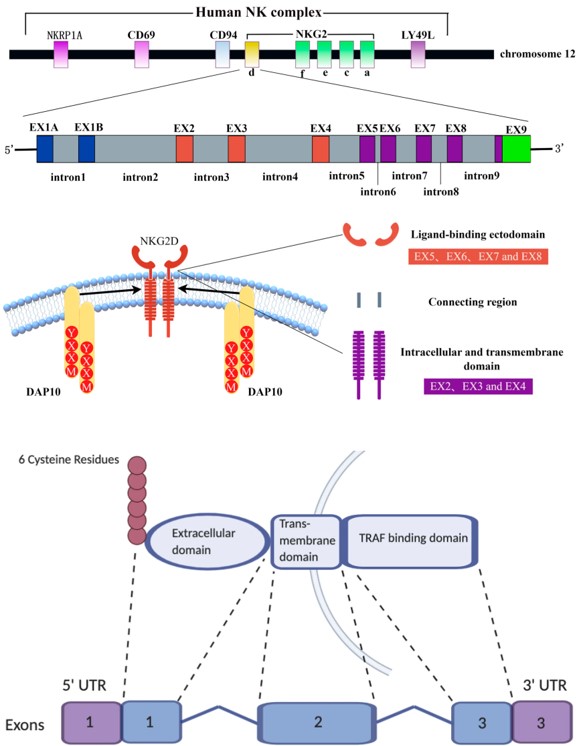 Schematic of NkG2D and BCMA structure. (OA Literature)
