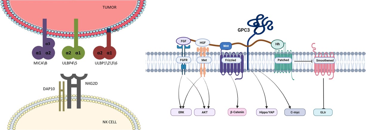 NkG2D and GPC3 associated signaling pathways in cancer. (OA Literature)