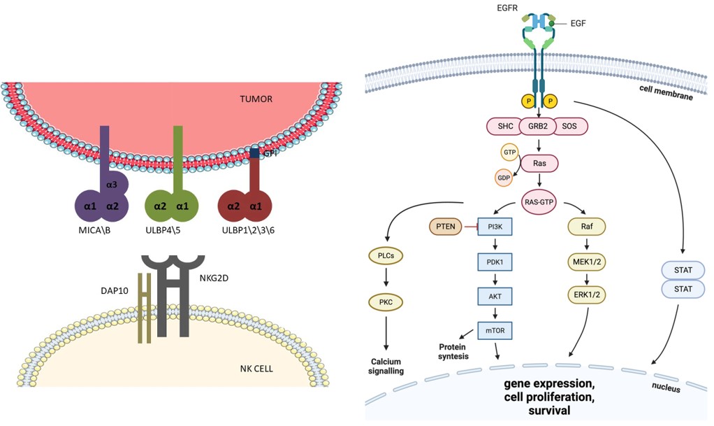 NKG2D receptor and its ligand, and the intracellular signaling of EGFR. (OA Literature)