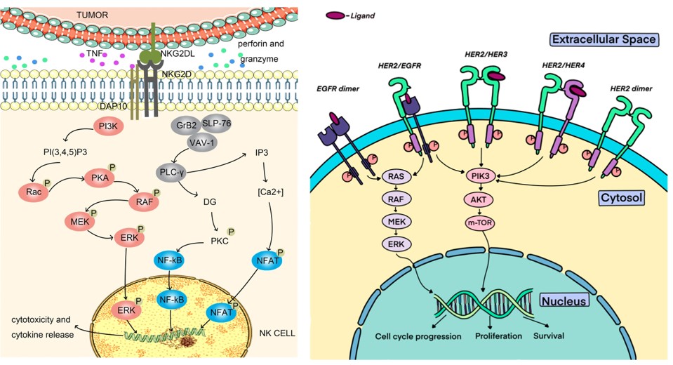 Function of NkG2D in NK cells and the HER2 receptor signaling pathway. (OA Literature)