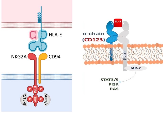 NKG2A signaling in NK cell education and CD123 in hematopoietic cell maturation. (OA Literature)