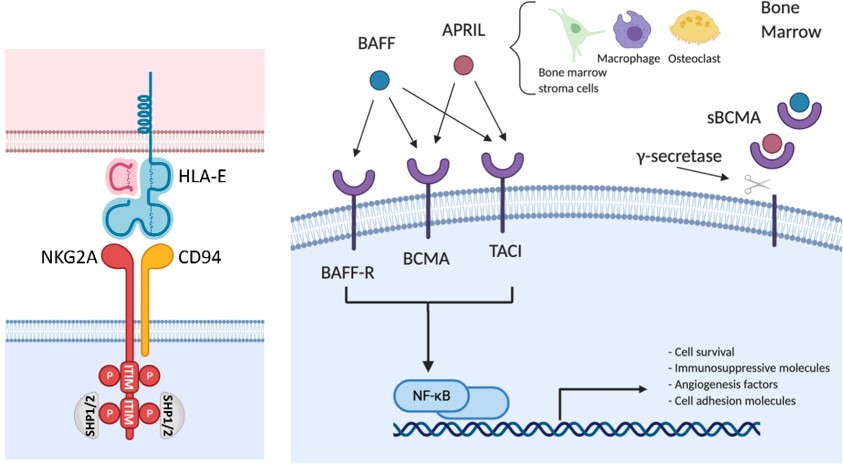 Signaling pathways of NkG2A and BCMA. (OA Literature)