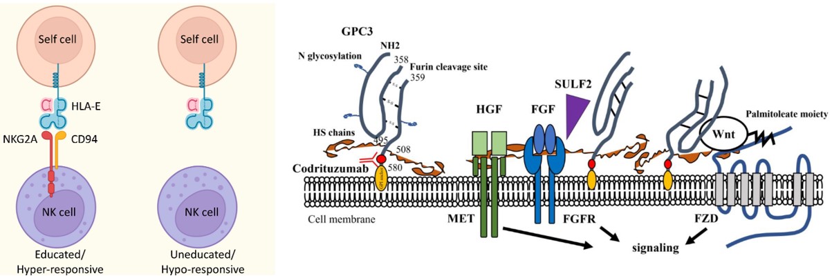 Involvement of NKG2A in NK cell education and GPC3 in progression of HCC. (OA Literature)