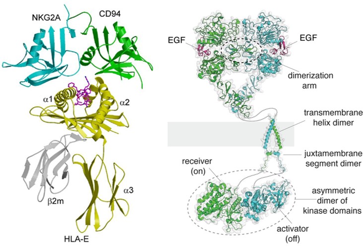 The human NkG2A/CD94–HLA-E complex and a ligand-bound EGFR dimer. (OA Literature)