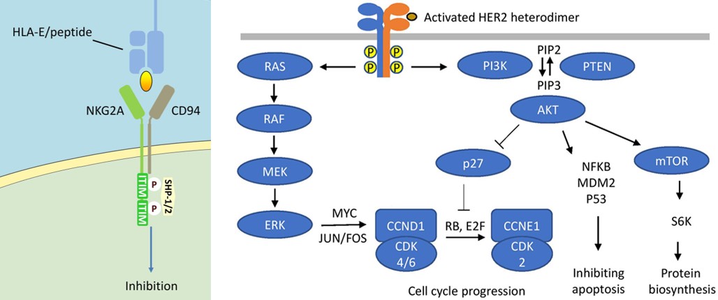 Signaling pathway of NkG2A and HER. (OA Literature)