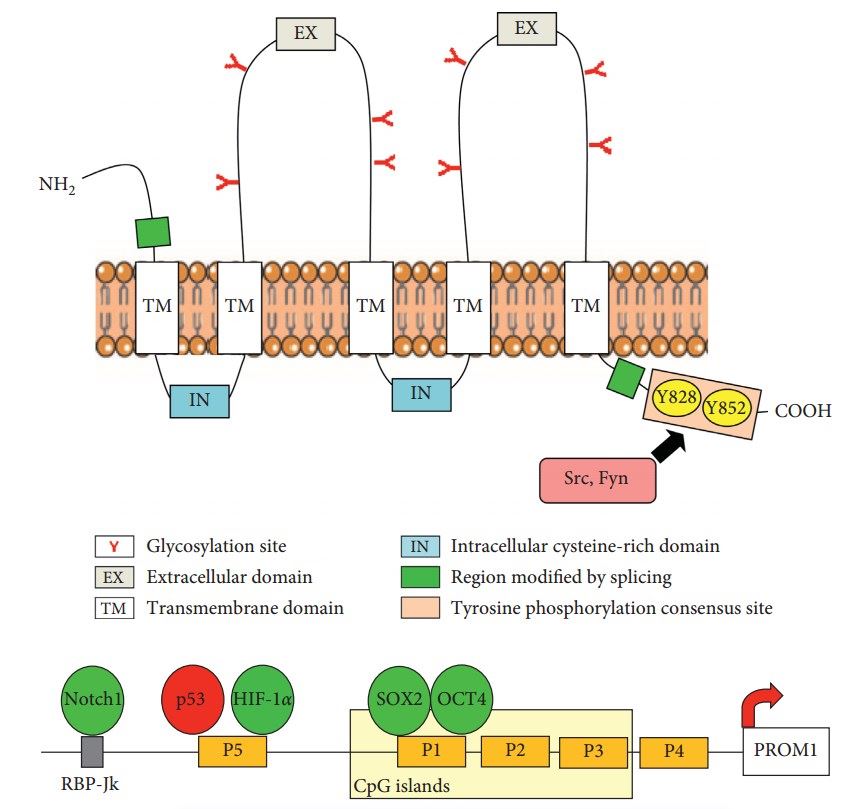 Regulation of CD133. (Brugnoli, et al., 2019)