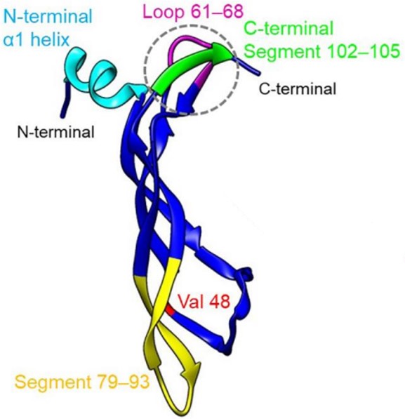 Fig 1. Graphical representation of VEGFB. (Namjoo, et al., 2023)