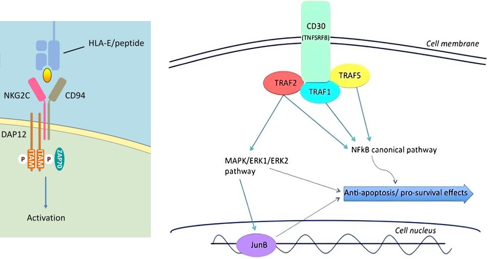 The diverse signaling pathways mediated by NkG2C and CD30. (OA Literature)