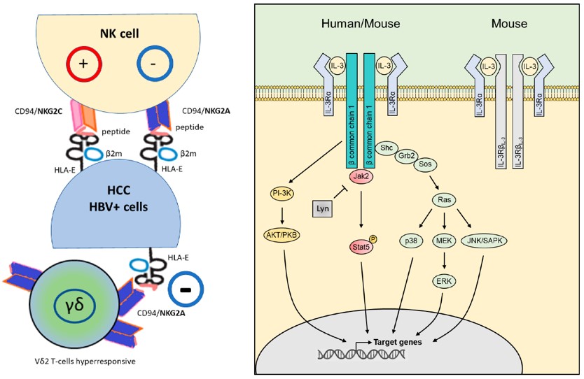 The NKG2C/CD94 and IL-3/IL3Rα and the downstream signaling.(OA Literature)