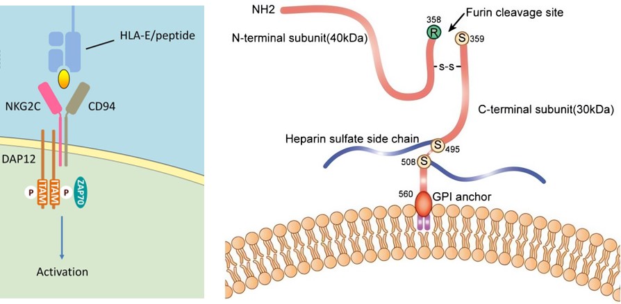 NKG2C/CD94 in NK cells and T cells, and GPC3 on the cell membrane. (OA Literature)