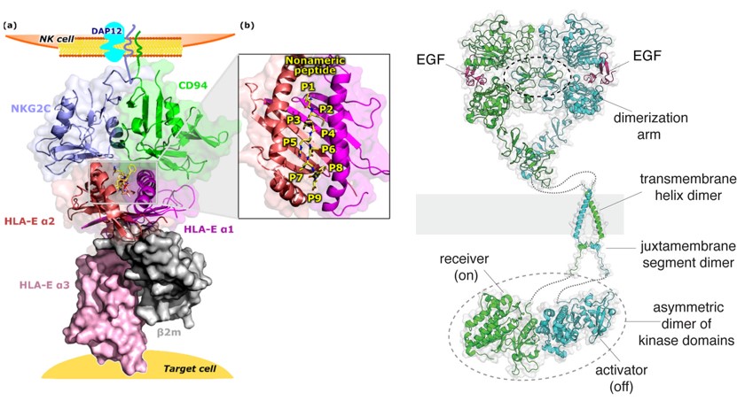 The HLA-E/peptide/β2m/NKG2C/CD94 immune complex and ligand-bound EGFR dimer structure. (OA Literature)