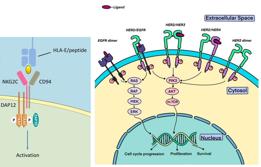 Signaling pathway of NkG2C and HER2. (OA Literature)
