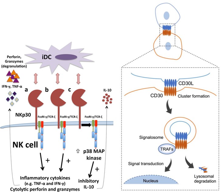 CD30 signaling via trogocytosis and differential functions of different isoforms of NKp30. (OA Literature)
