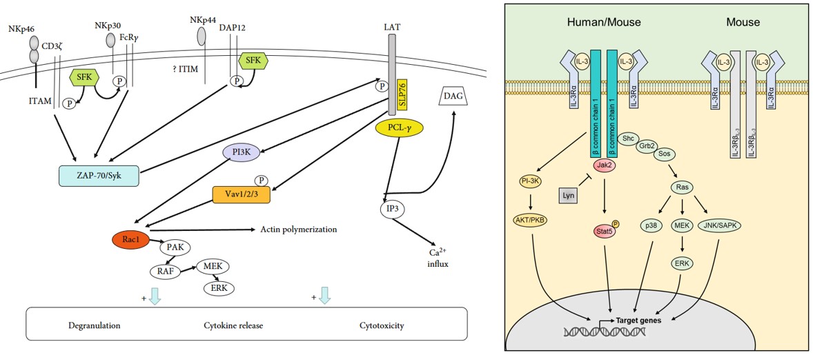 Model of signaling pathways by Nkp30 and CD123. (OA Literature)