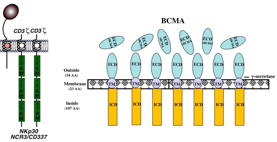 Schematics showing Nkp30 structure and BCMA protein (OA Literature)