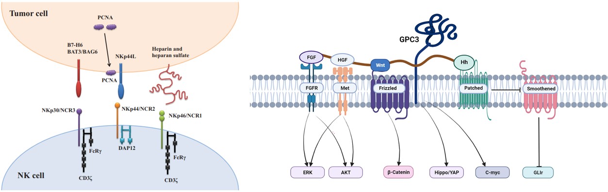 Nkp30 and GPC3 associated signaling pathways in cancer. (OA Literature)