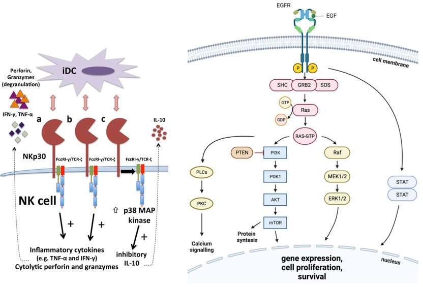 Functions of Nkp30 and EGFR (OA Literature)