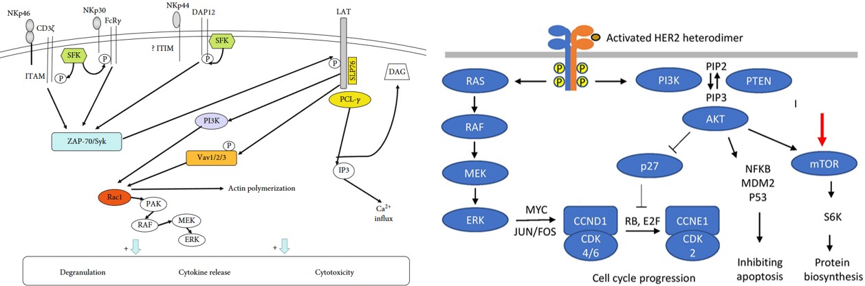 Downstream signaling pathway of Nkp30 and HER2. (OA Literature)