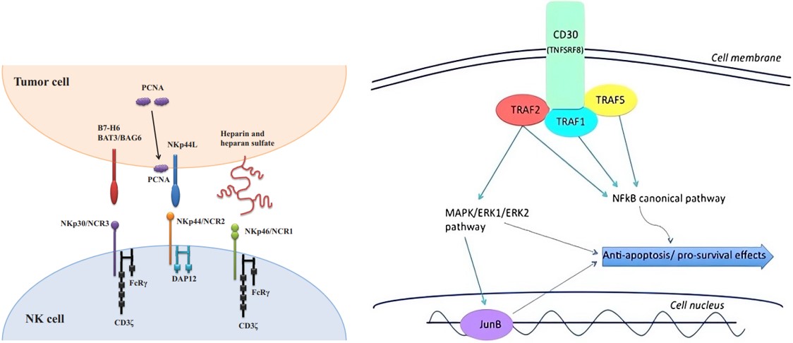 Signaling downstream pathways of Nkp44 and CD30 and their targeting. (OA Literature)