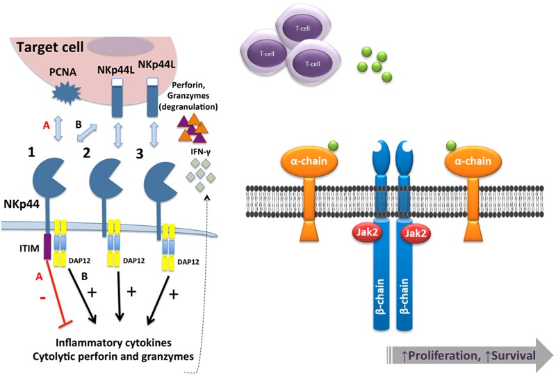 Mechanism of action of Nkp44 and CD123. (OA Literature)