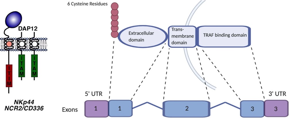 Schematic of Nkp44 structure and BCMA gene and protein. (OA Literature)