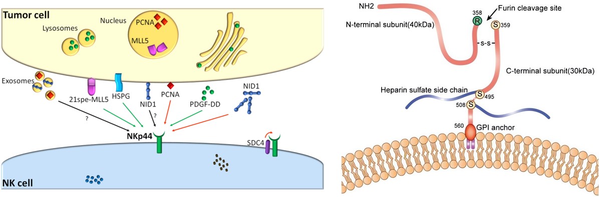 Role of NKp44 in tumor and GPC3 on the cell membrane. (OA Literature)